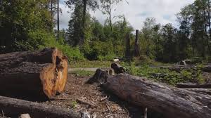 Best Tree Preservation Services  in Wallis, TX