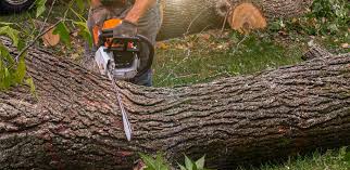 Best Pest Control for Lawns  in Wallis, TX