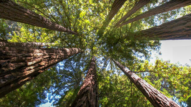 Best Emergency Tree Removal  in Wallis, TX