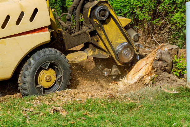 Best Weed Control  in Wallis, TX