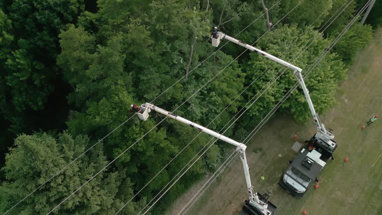  Wallis, TX Tree Services Pros