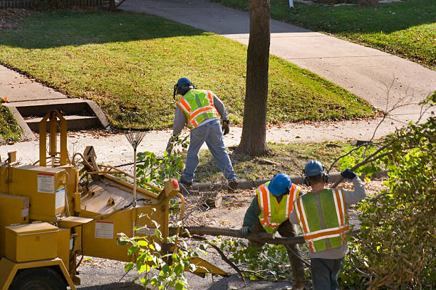 Best Tree and Shrub Care  in Wallis, TX