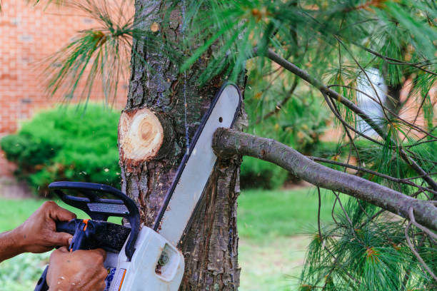 How Our Tree Care Process Works  in  Wallis, TX